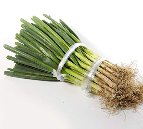 【ながねぎ】 Amazon.co.jp: ねぎ ホワイトスター 抜き 大苗（40cm前後にカット） 50